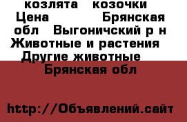 козлята - козочки › Цена ­ 1 000 - Брянская обл., Выгоничский р-н Животные и растения » Другие животные   . Брянская обл.